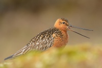 Brehous rudy - Limosa lapponica - Bar-tailed Godwit 7843